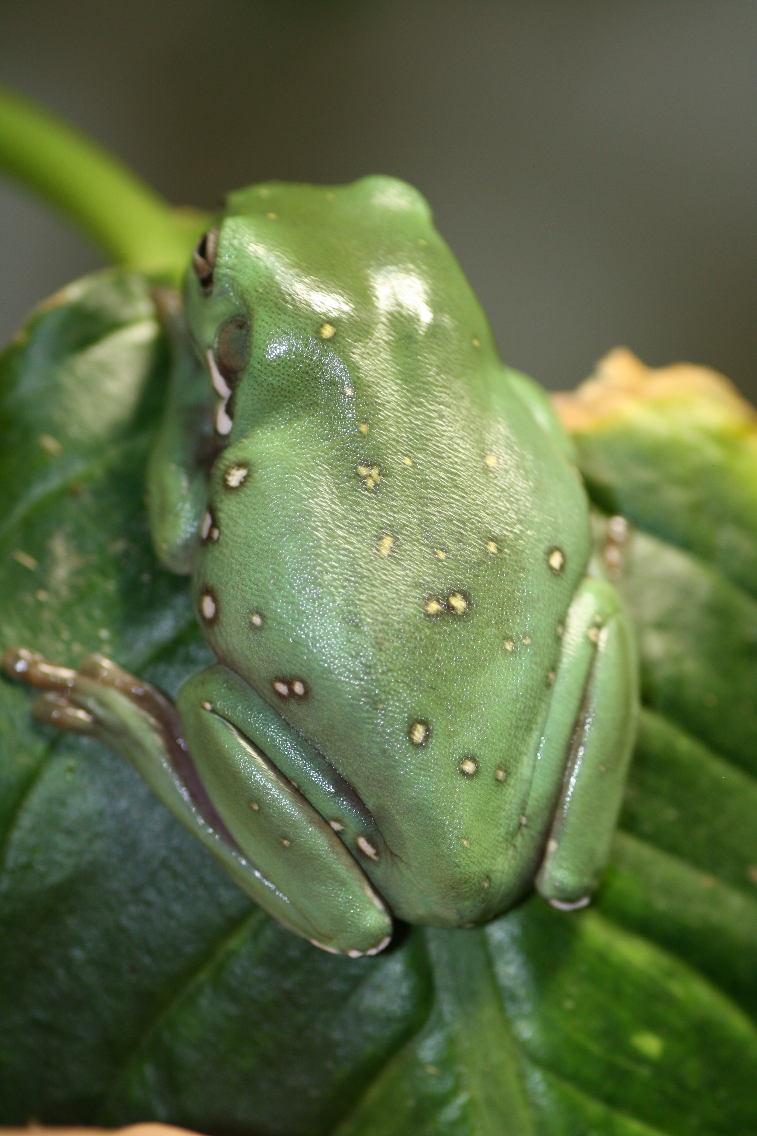 Northern Green Tree Frog