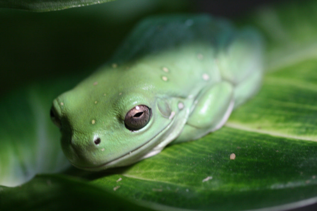 Northern Green Tree Frog