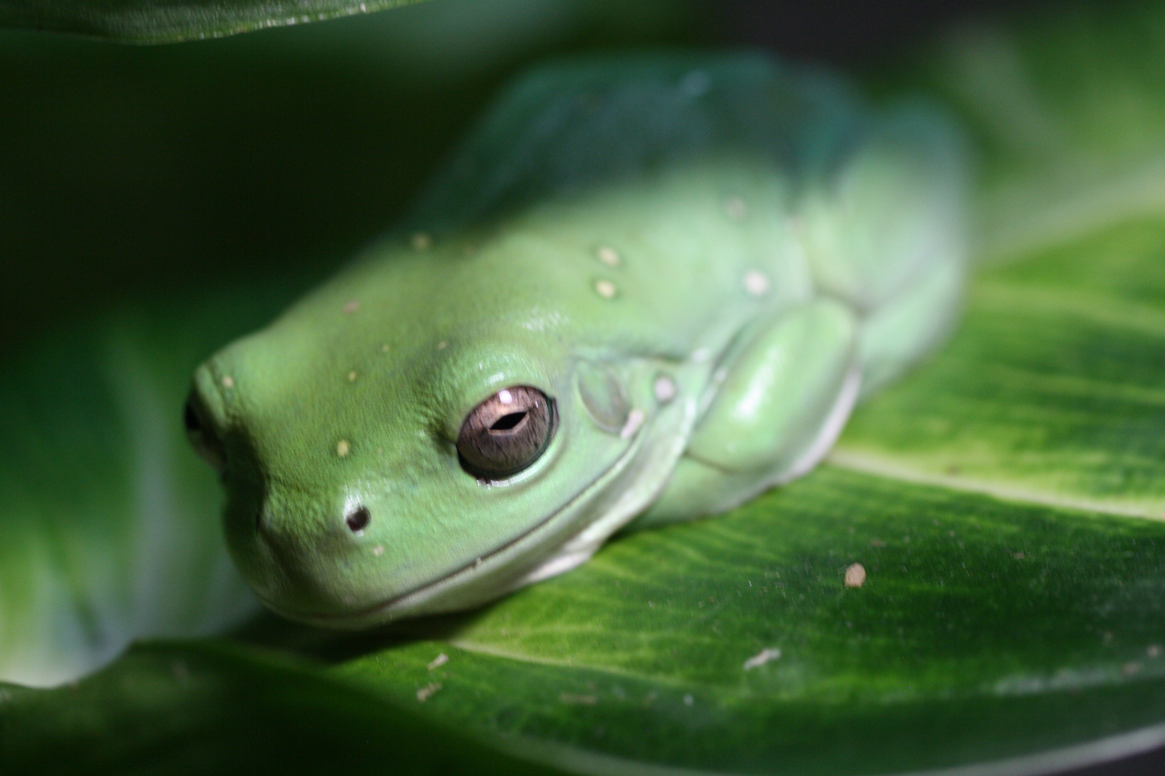 Northern Green Tree Frog
