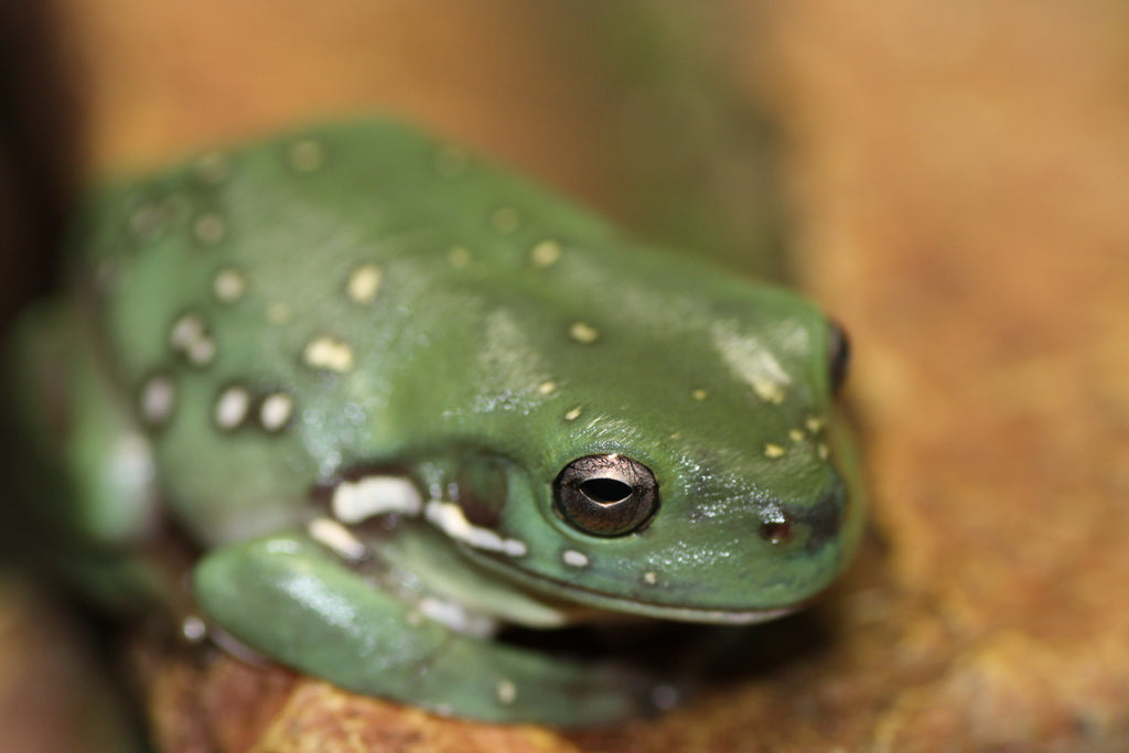 Northern Green Tree Frog