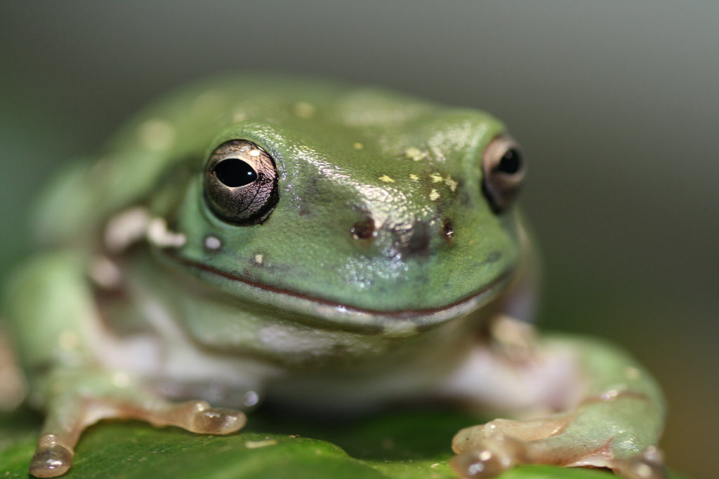 Northern Green Tree Frog