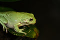 Northern Green Tree Frog