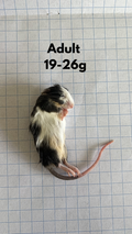 Frozen Adult Mice