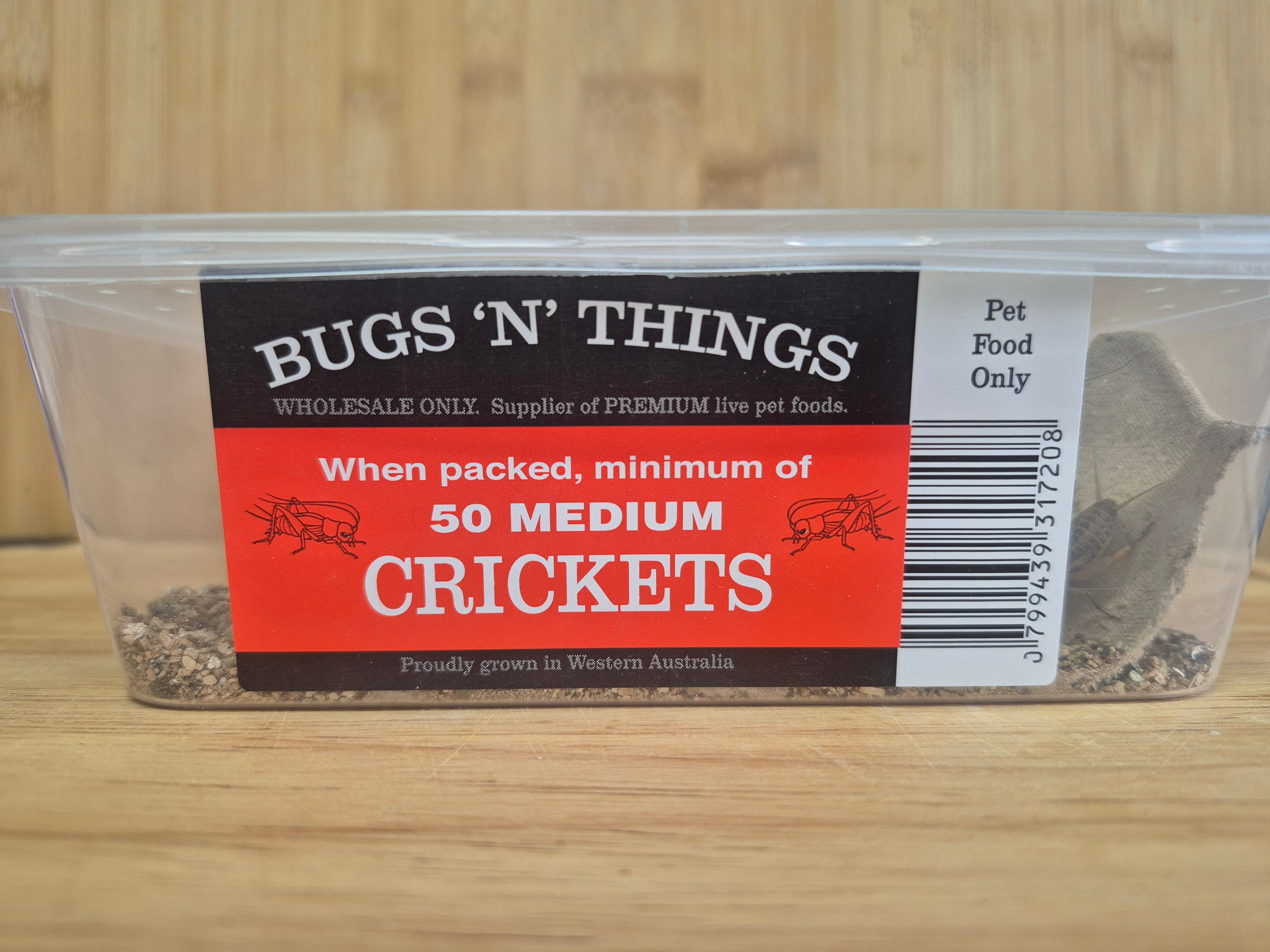 Medium Crickets