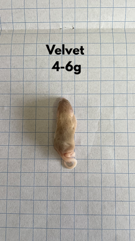 Frozen Velvet Mice