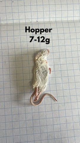 Frozen Hopper Mice