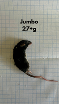 Frozen Jumbo Mice