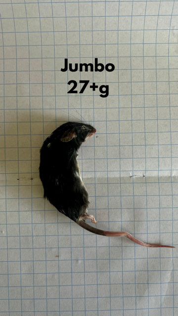 Frozen Jumbo Mice