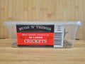 Large Crickets