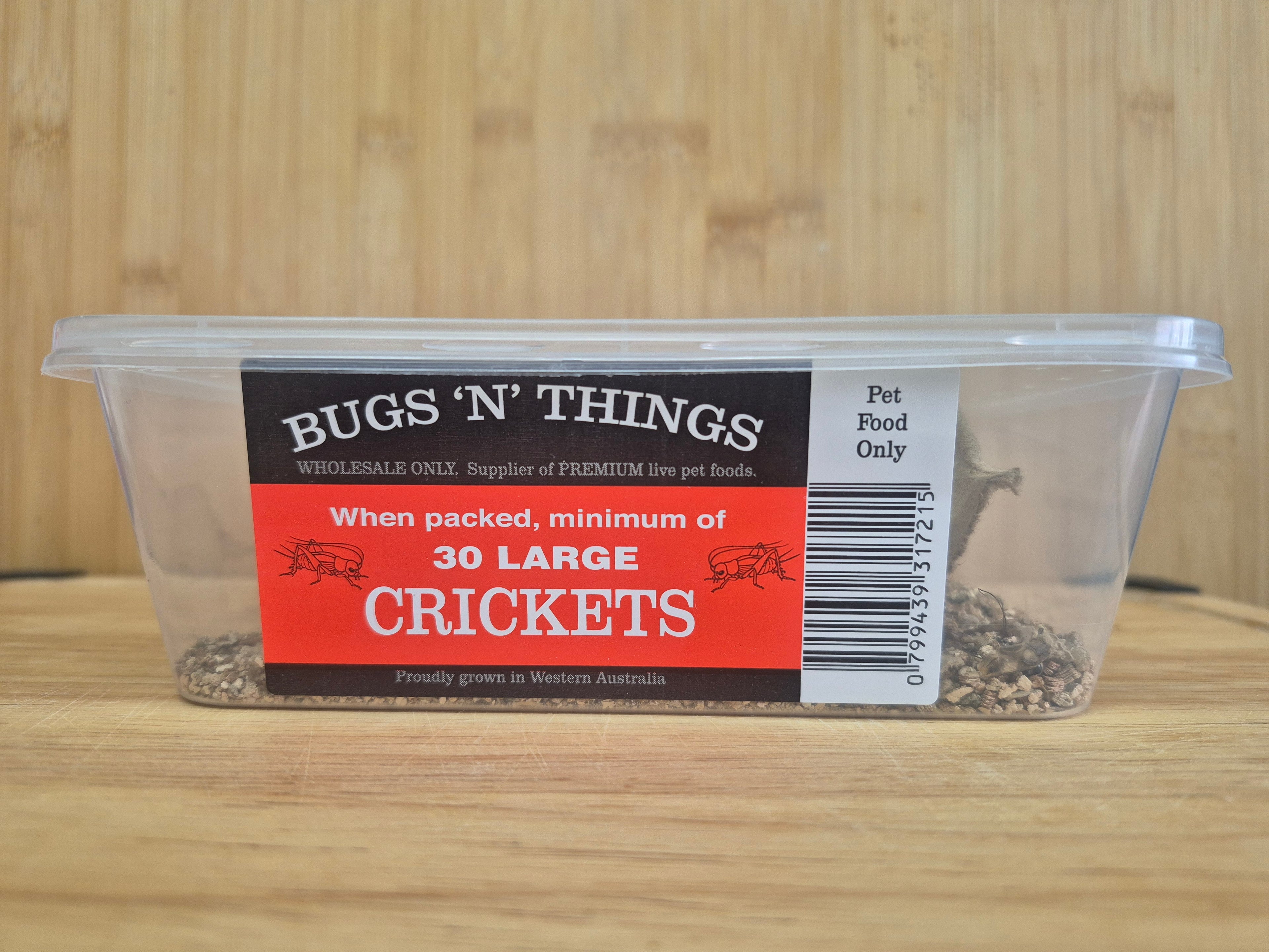 Large Crickets