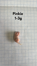 Frozen Pinky Mice